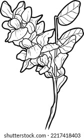 Acacia flowers and leaves Sketch line art isolated on white background. Black and white drawing of a flower. Drawing by hand.