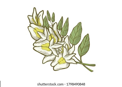 Acacia flowers Vector illustration - Hand drawn