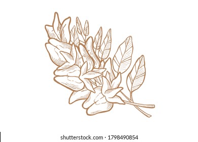 Acacia flowers Vector illustration - Hand drawn - Out line