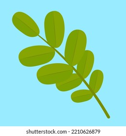 Acacia-Blatt auf blauem Hintergrund