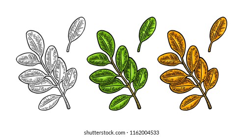 Acacia leaf. Spring green and autumn orange. Vector color and monochrome vintage engraved illustration. Isolated on white background