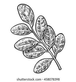 Acacia leaf. Vector vintage engraved illustration. Isolated on white background