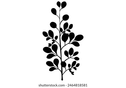 hojas de acacia y silueta de Vector floral. Rama de árbol medicinal con hojas, Acacia set gráfico de hojas de flores blancas y negras semillas
