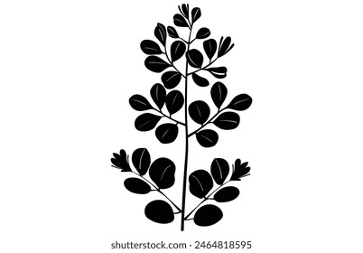 acacia leafs and flowers vector silhouette. Medicinal tree branch with leaves, Acacia set graphic black and white flower leaves seeds
