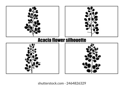 acacia leafs and flowers vector silhouette set. Medicinal tree branch with leaves collection, Acacia set graphic black and white flower leaves seeds
