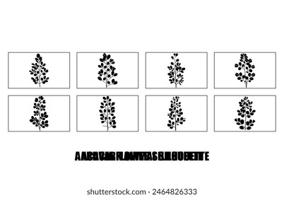 acacia leafs and flowers vector silhouette set. Medicinal tree branch with leaves collection, Acacia set graphic black and white flower leaves seeds

