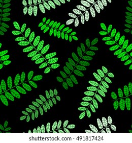 Acacia leaves on a black background