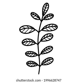 Acacia leaves. Vector icon. Isolated illustration on a white background. Hand-drawn doodle. Silhouette of a tree branch. Botanical element. Monochrome, flat style.