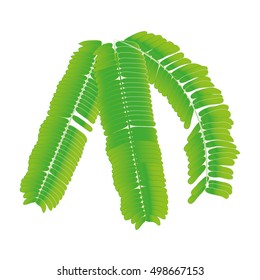 Acacia leaves Vector On a white background