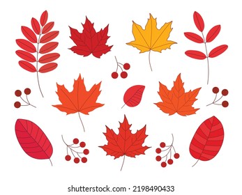 Acacia, Ahornblätter und Beeren. Set von Herbstblättern in hellgelben, orangefarbenen und roten Farben. Einzelne Vektorgrafik