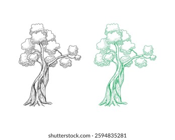 acacia and oak tree vector hand drawing art