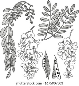 Acacia set graphic black and white flower leaves seeds 