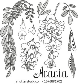 Acacia Set Vector Flower Graphic