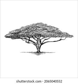 árbol de acacia para ilustración de fondo e imagen