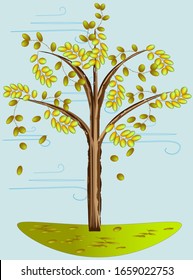 acacia tree with falling leaves, autumn