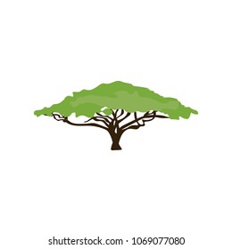 Acacia tree illustration