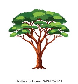 Árbol de Acacia aislado sobre un fondo blanco