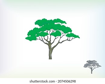 acacia tree logo image vector eps 10, logo template isolated on white