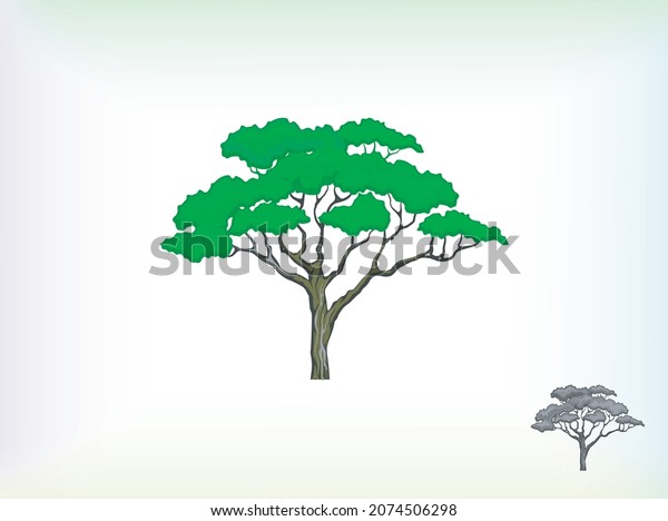 acacia tree logo image vector eps 10, logo template
isolated on white