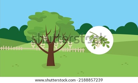 acacia tree on nature background