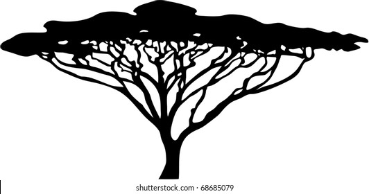 acacia tree silhouette