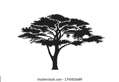 acacia tree silhouette. australian and african tree. nature and landscape design element