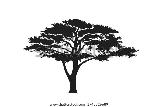 Acacia Tree Silhouette Australian African Tree Stock Vector (royalty 