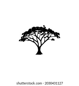 acacia tree silhouette vector illustration