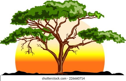 Acacia Tree With Sunset