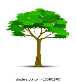 Acacia Tree vector illustration with green leaves and roots, can use for logo inspiration, design element and decoration isolated on white background