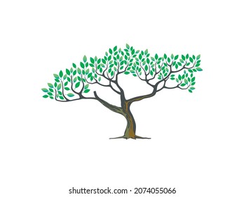 ilustración del vector del árbol de acacia, aislado en fondo blanco