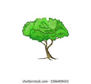 Acacia tree vector illustration.  plants in the desert.