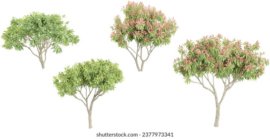 Acacia tree,Pieris japonica flowers isolated on white, 3D render