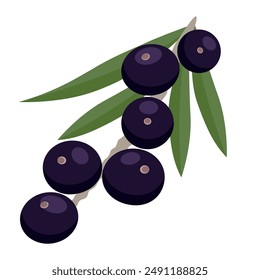 Acai berries antioxidant fruit vector illustration.