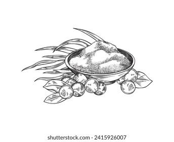 Acai berries, bowl of powder and plant leaves. Organic healthy superfood and meal supplement and ingredient. Isolated hand drawn engraved vector illustration.