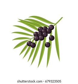 Acai berries and branch with leaves. Vector flat icon illustration, isolated on white.