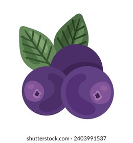 acai berries design vector isolated