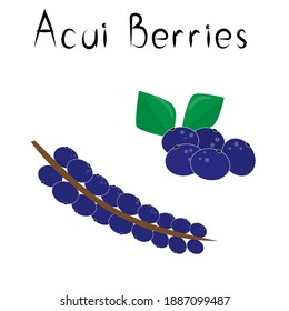 Acai berries. Healthy detox natural product. Organik dietary supplement fruit. Superfood, berry for homeopathy. Cartoon vector illustration