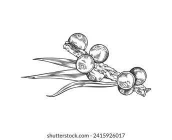 Acai berries healthy organic food supplement icon, hand drawn ink sketch style vector illustration isolated on white background. Acai superfood berries with leaves.