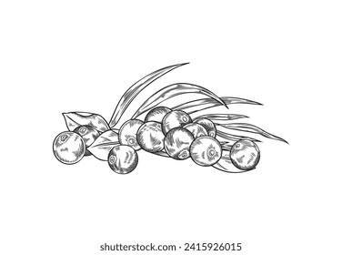 Acai berries heap line art. Fresh juicy black berries with foliage. Natural fruit superfood. Vector engraved hand drawn illustration of pile with berries and leaves isolated on white