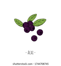 Acai-Beeren. Isolierte Objekte auf weiß. Vector Cartoon Illustration. Handgezeichneter Stil.