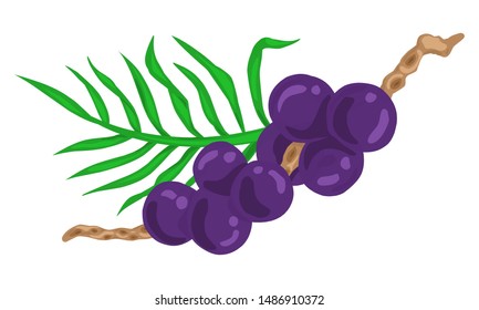 Acai berries. Vector EPS 10 hand drwn illustration