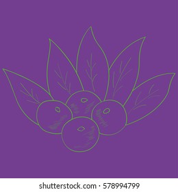 Acai berry branch, leaves superfood hand drawn sketch illustration. 