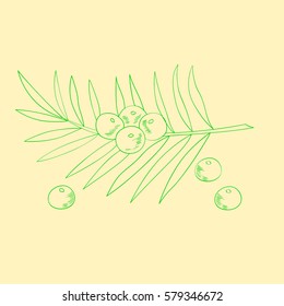 Acai berry branch, leaves superfood hand drawn sketch illustration. 