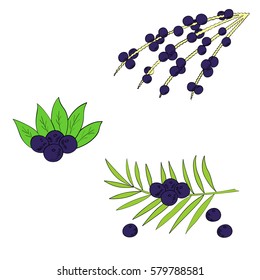 Acai berry branch, leaves superfood hand drawn sketch illustration in color. Lettering.