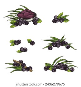 Acai berry food set hand drawn sketch style vector illustration isolated on white background. Acai berries tropical organic brazilian fruit and superfood symbols.