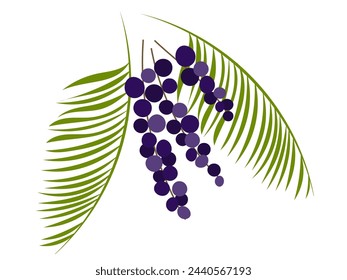 Acai berry. and palm leaves. Organic healthy super food. Vector illustration	
