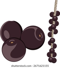 Baya de acai, dibujo de Vector de bayas de acai maduras.