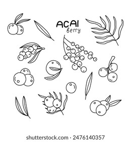 Acai berry set in doodle style. Vector isolated on white background