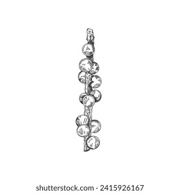 Acai berry in sketch style, hand drawn vector illustration isolated on white background. Detailed hand drawn branch with berries, black and white vintage plant and superfood in engraving style.